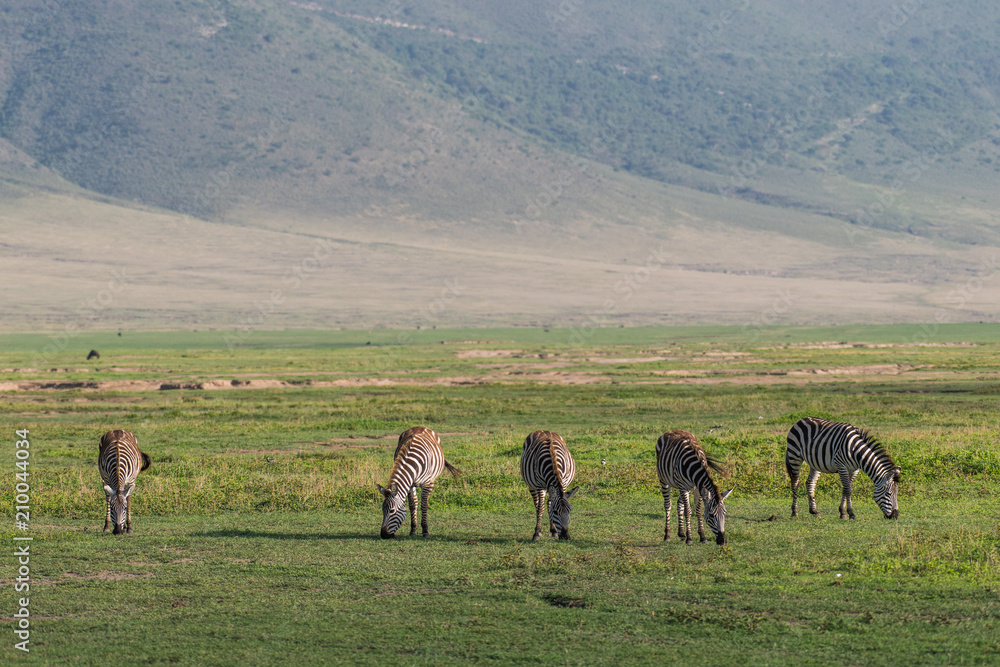 Zebras eating grass in Ngorongoro crater