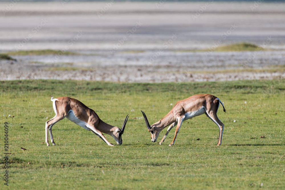 Two male impala fighting (playing) with their horn Two male impala fighting (playing) with their horn