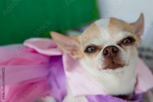 Cute adopted girl puppy  with happy wet eyes wearing a pink dress