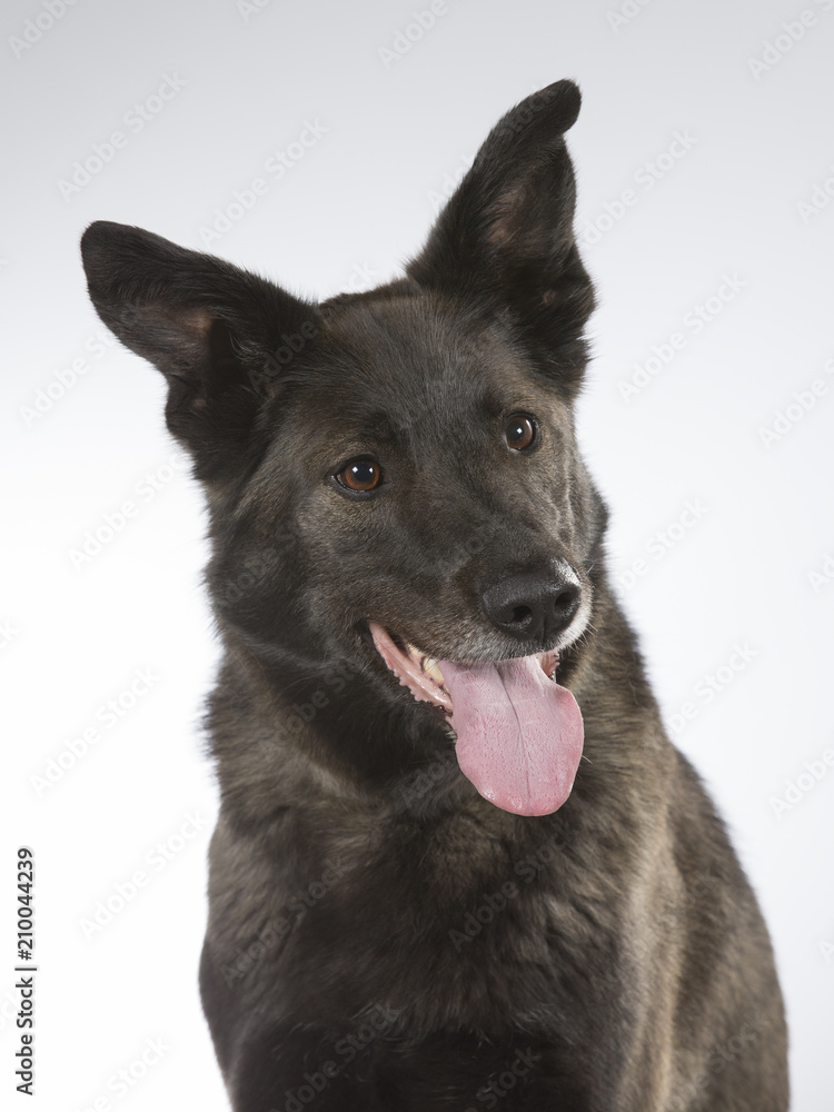 Dark and big dog in a studio. Dark and big dog in a studio.