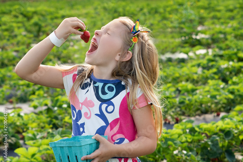 beautiful young girl picking strawberries on farm during spring day
