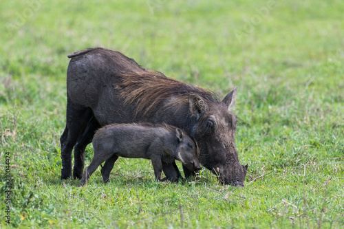 Warthog eating grass with baby nearby