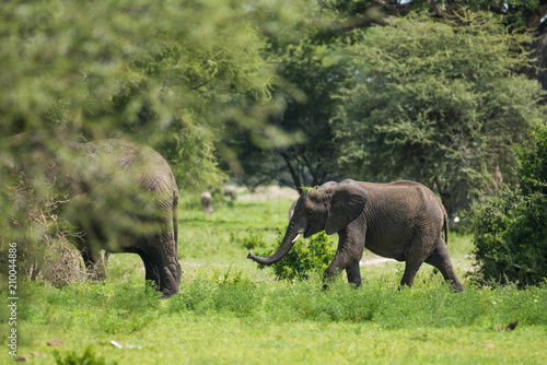 Baby elephant following his parent among bushes in Tarangire National Park