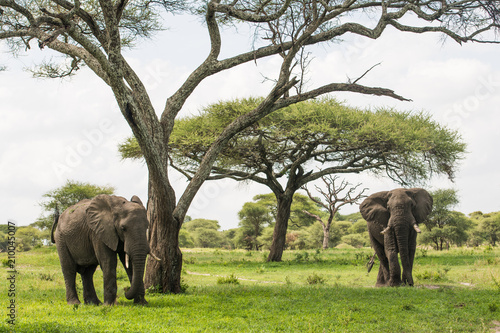 Elephants in Tarangire reserve, Tanzania