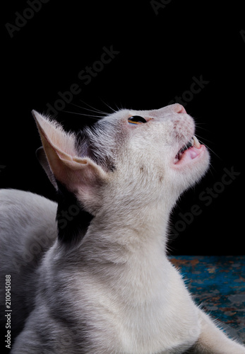 Whit Pet Cat in Studio © Shyam