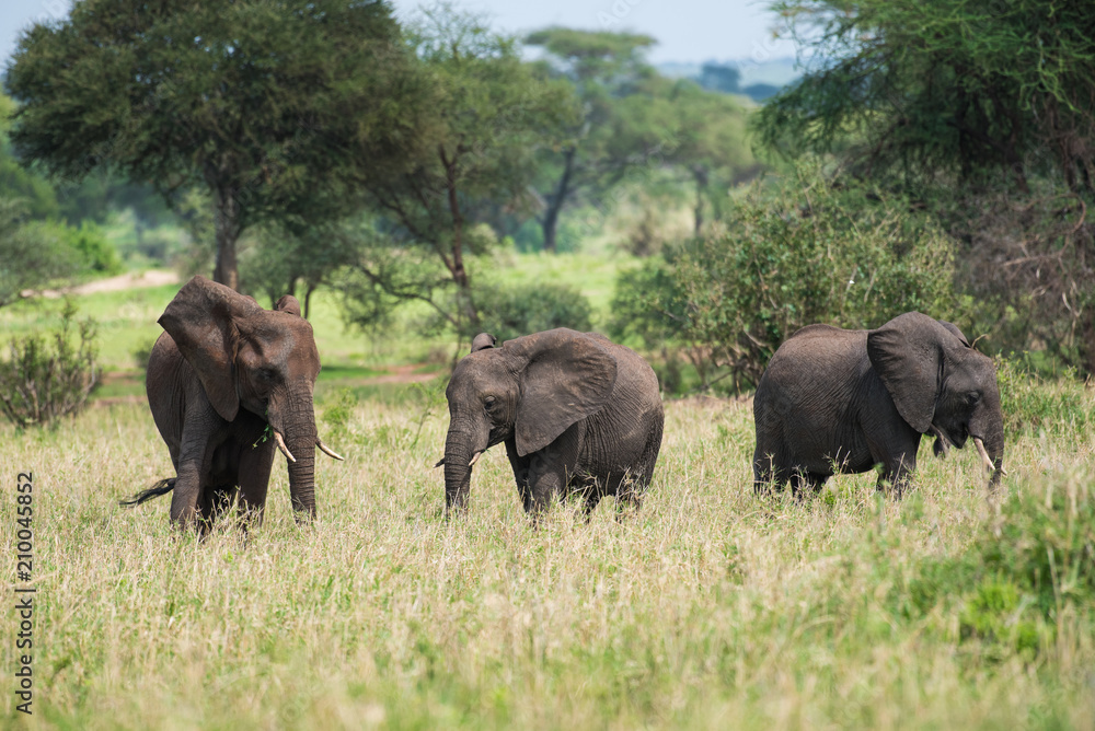 Group of elephants in grass in Tarangire park in Tanzania