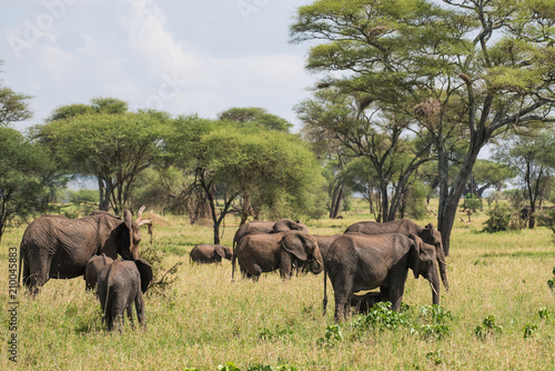 Herf of elephants in Tarangire reserve