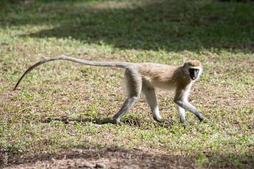 Obraz Vervet monkey with long tail