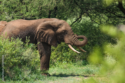 Elephant using proboscis for itching