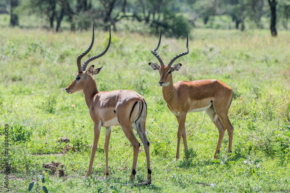 Pair of impala antelopes with beautiful horns Pair of impala antelopes with beautiful horns