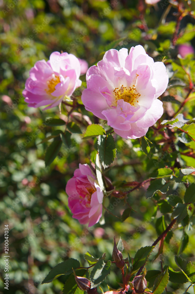 Blooming rosa canina or dog rose pink flowers in sunlight Blooming rosa canina or dog rose pink flowers in sunlight