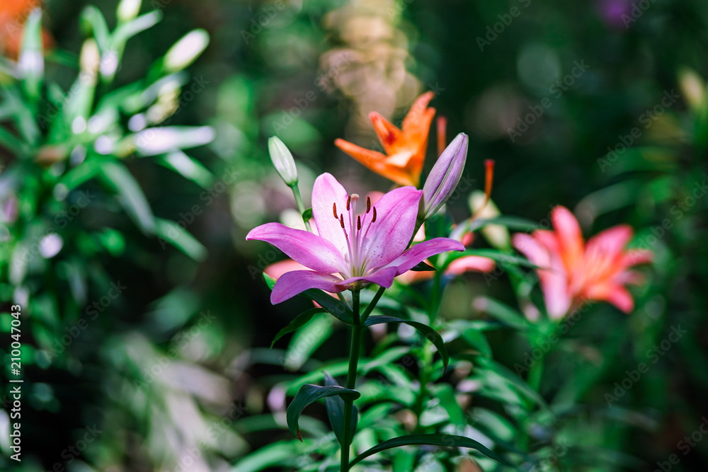 ゆりの花