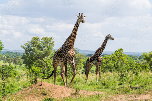 Male and female giraffe