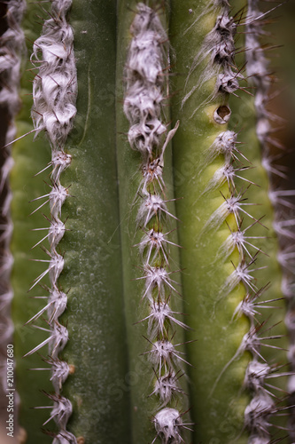 Detail of the cactus