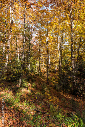 Autumn light in forest