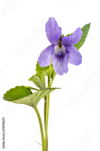 Beautiful violet spring viola flower, Viola reichenbachiana, dog violet, with branches and leaves isolated on white