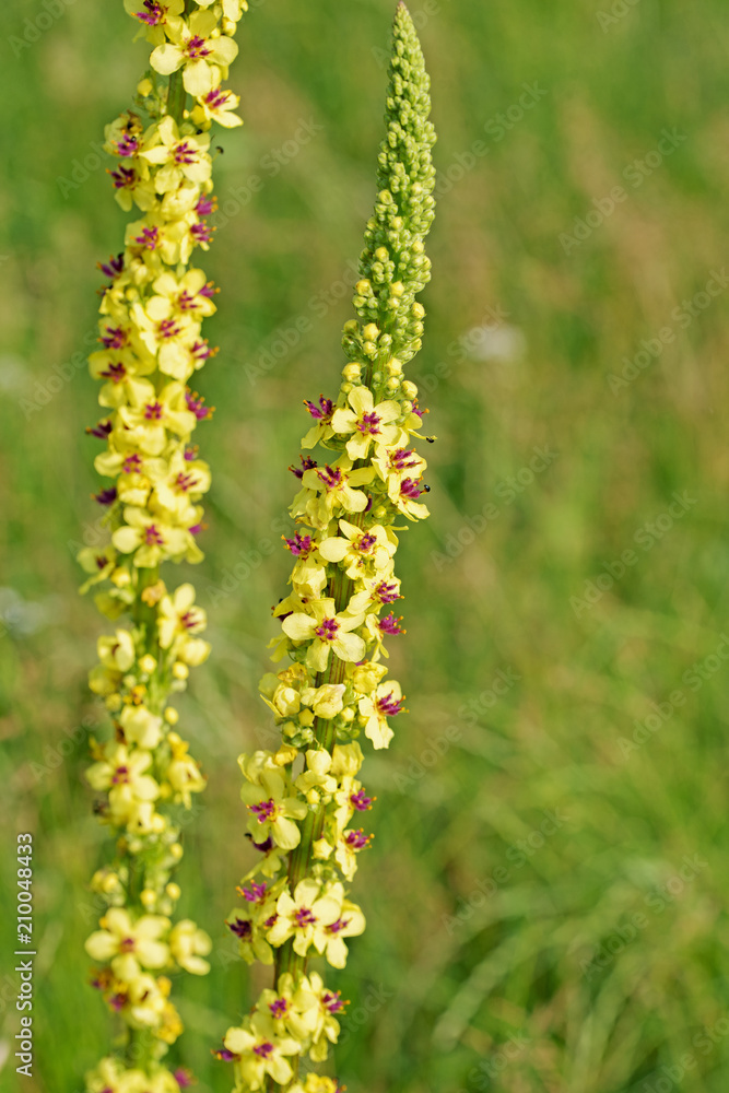 Schwarze Königskerze, Verbascum nigrum, Schwarze Königskerze, Verbascum nigrum,