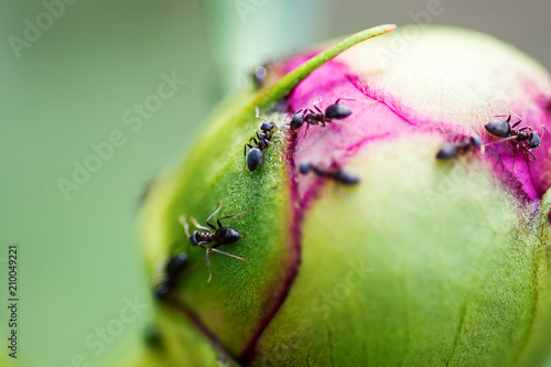 Red ants on the surface of the peony bud. Formica ant. Macro photo