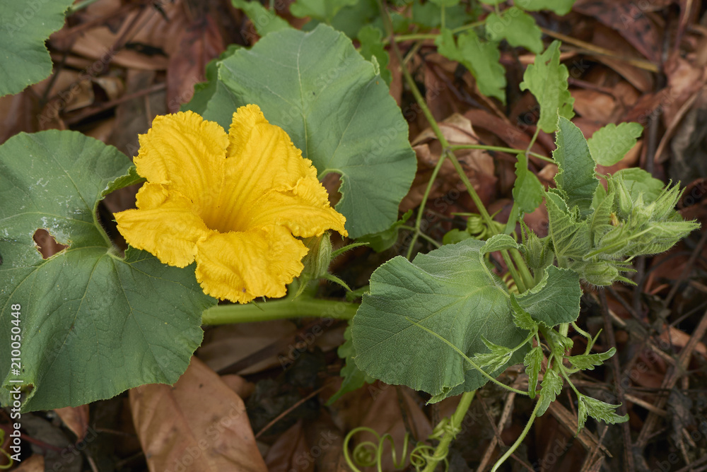 Cucurbita moschata Cucurbita moschata