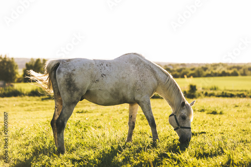 Purebred white horse eating grass on a field.