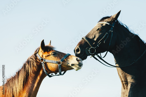Two purebred horses on blue sky background