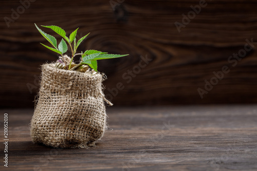 Plant growing in coins bag for money