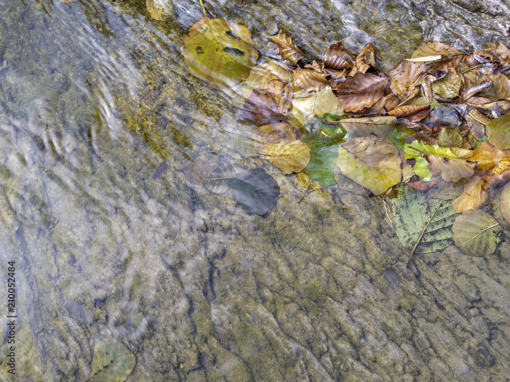 Fallen autumn leaves in shallow water of a river with slate bottom