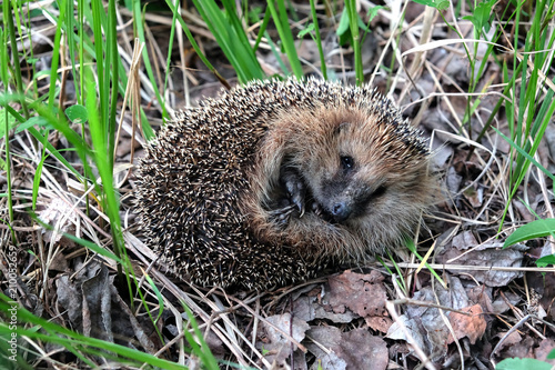 Small cute hedgehog with many sharp needles coil up and rests in the forest looks to camera in green grass and dry leaves close up view