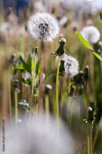 Fototapeta Naklejka Na Ścianę i Meble -  White fluffy ball of dandelion