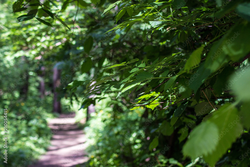 road in the forest (blurred background) road in the forest (blurred background)