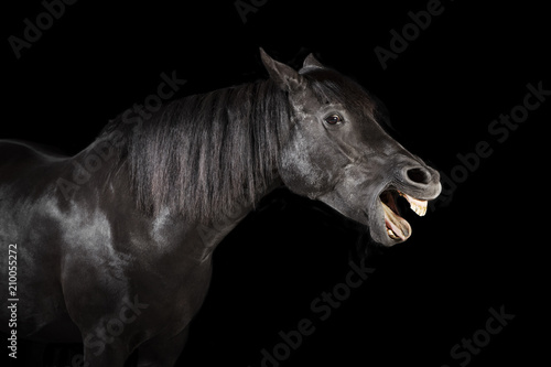 black horse yawns