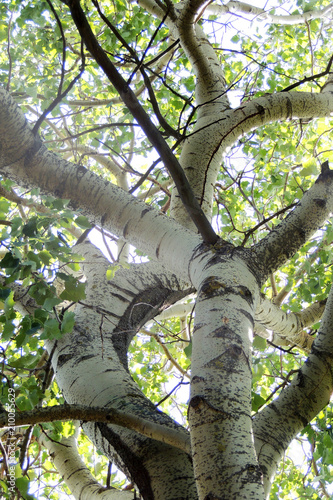 Treetops in a beech forest with a dead tree. treetops photo