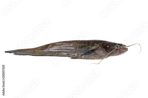 live catfish fish on white background