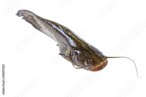 live catfish fish on white background photo