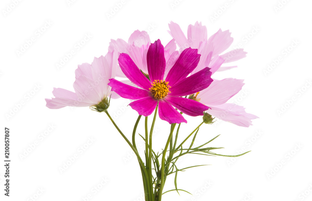 kosmeya flowers isolated