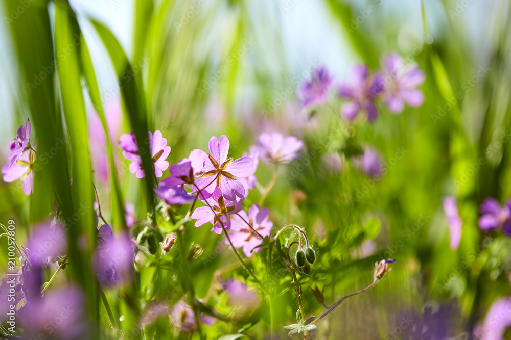Fototapeta premium summer meadow with flowers