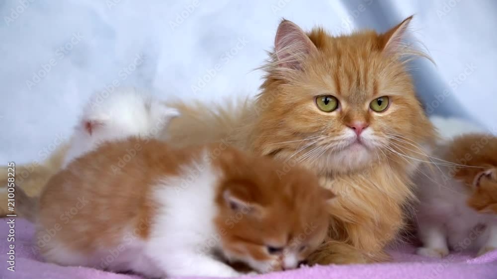 the cat is lying with the kittens the cat is lying with the kittens