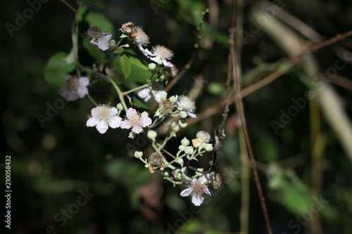 fleur de printemps