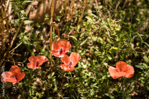 Coquelicots