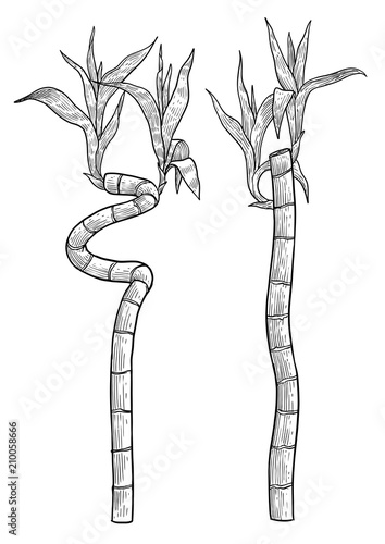 Bamboo branch, leaf illustration, drawing, engraving, ink, line art, vector