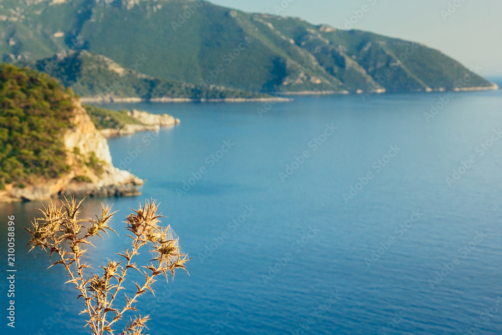 Thorn dry flowers with blue sea in the background. Beautiful beach view of Kabak Valley near Fethiye, Turkey. View from a hill on the Lycian Way. Turquoise colored water of Aegean sea