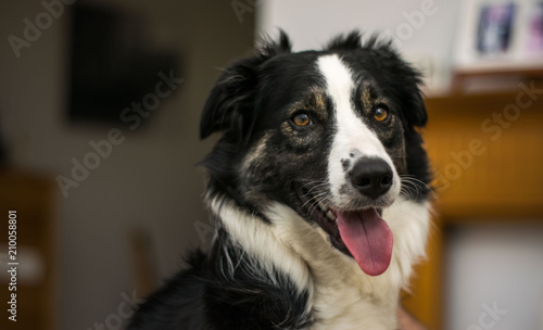 Boarder Collie