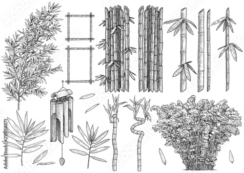 Fototapeta Ilustracja colelction bambusa, rysunek, grawerowanie, atrament, grafika liniowa, wektor