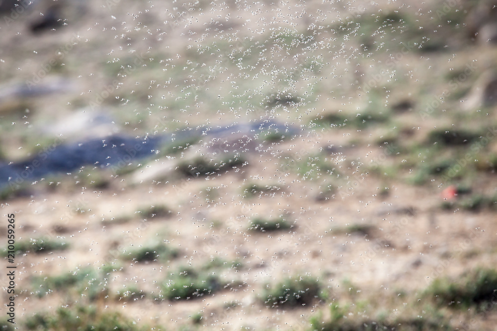 Thousands of small flies on Lake Bulunkul