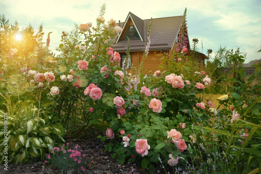 Country house arrounded by rose garden. Sunset