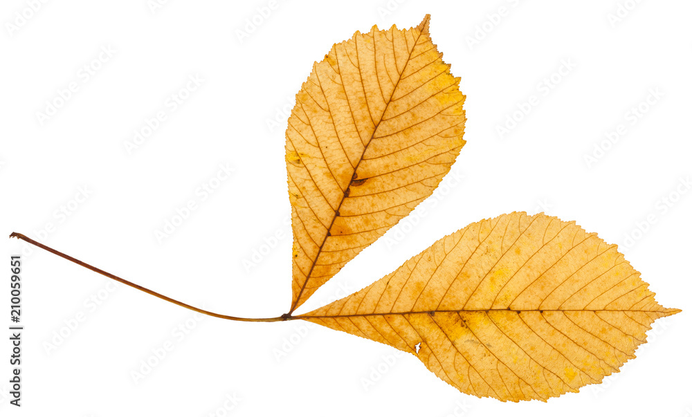 twig with two yellow leaves of horse chestnut tree twig with two yellow leaves of horse chestnut tree