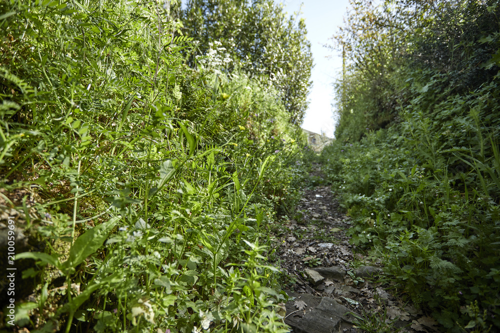 Fototapeta premium summer meadow with flowers
