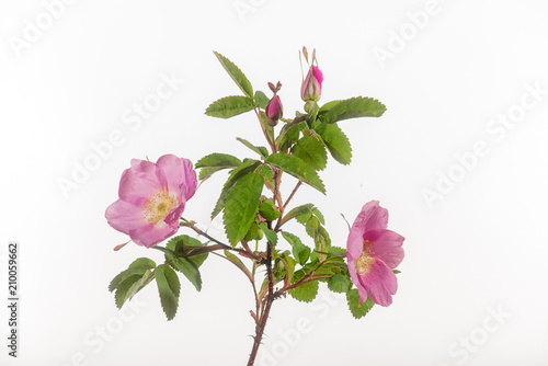 Wild Rose - Multiple Flowers - Isolated on White