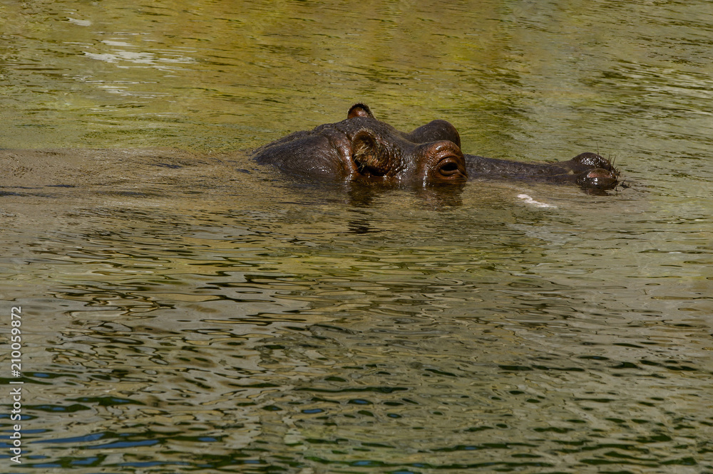 Obraz premium Large Hippopotamus (Hippopotamus Amphibius) bathing in water. Outdoor in summer.