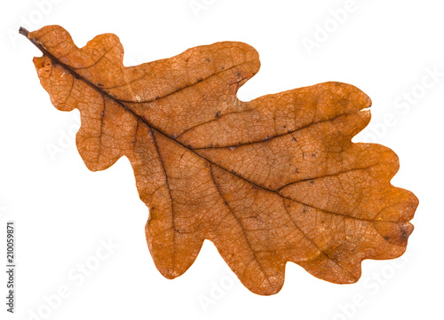 autumn brown leaf of oak tree isolated
